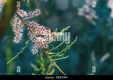 Close-up of a bee pollinating tamarix chinensis flowers in the wild Stock Photo