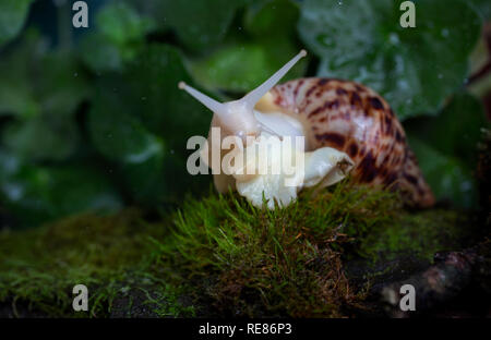 A large brown snail - ahaatin (ahatina - giant African snail, Achatina fulica, Lissachatina fulica) creeps on the of the moss close-up Stock Photo
