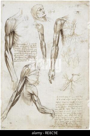 The muscles of the arm, and the veins of the arm and trunk. c.1510-11. Black chalk, pen and ink, wash | 28.9 x 19.9 cm (sheet of paper). Museum: ROYAL LIBRARY. Author: LEONARDO DA VINCI. Stock Photo