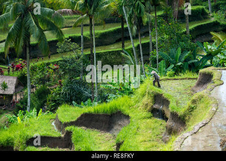 Unrecognizable agricultural worker climbing among Balinese rice terraces at Tegallalang near Ubud