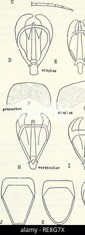 . Cooperative economic insect report. Pictorial keys. Insect pests Pictorial works. Hind tarsi with basal segment as long or longer than second..TROGODERMA Berthold li Hind tarsi &quot;with basal segment much shorter than second (C) ATTAGENUS Latreille Greatest width of male genitalia more than 2/3 the length of aedeagus (D) !&gt; Greatest &quot;width of male genitalia less than 2/3 the length of aedeagus (E) 8 Tergite of first periphallic segment almost straight at middle of distal margin(F)..6 Tergite of first periphallic segment forming an angle at middle of distal margin (G) sijnplex Jayne Stock Photo