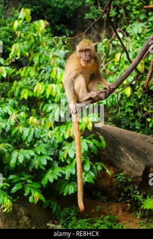 Monkeys in Thailand, monkeys of the order of the monkey in nature Stock Photo