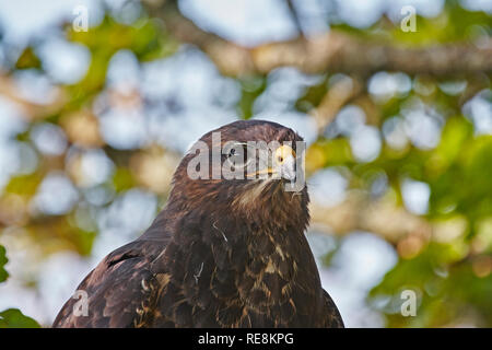 Portrait of a common buzzard head and shoulders in a wood Stock Photo
