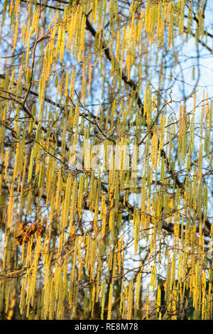 Morning sunlight passing over Male Hazel Catkin on a nature reserve in the Herefordshire UK countryside. January 2019 Stock Photo