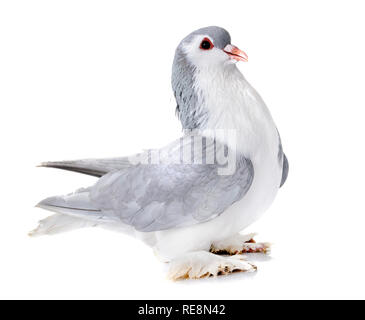 Lahore pigeon in front of white background Stock Photo