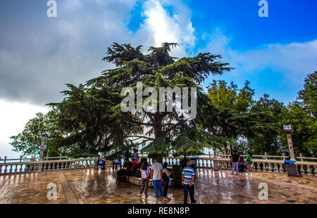 Cedar tree in Harissa, Lebanon Stock Photo