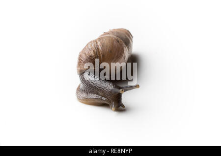 Isolated Close-up of Decollate Snail Stock Photo