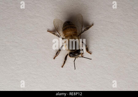 Close Up Photo of an Isolated Honey Bee Stock Photo