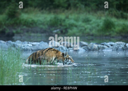 The Siberian tiger is considered to be the largest tiger - Panthera tigris altaica Stock Photo