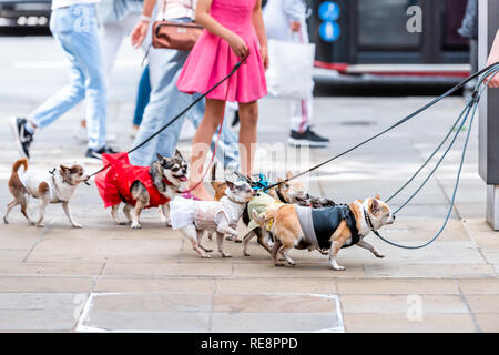 Many small chihuahua dogs on leash, funny walking with walker woman girl in pink dress on street sidewalk in Chelsea of London in summer Stock Photo