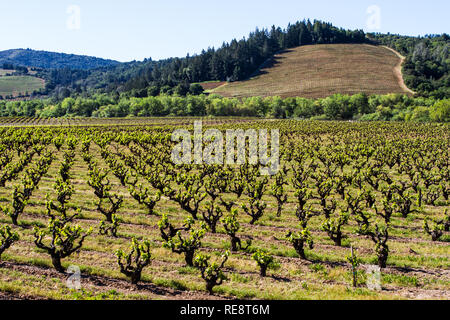 Old & New - An old vineyard begins a new growing season, while a newly planted vineyard just gets started in the background. Sonoma County, CA, USA Stock Photo