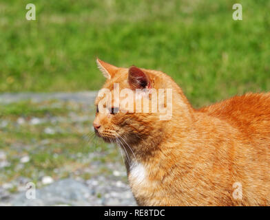 Cute ginger cat Stock Photo