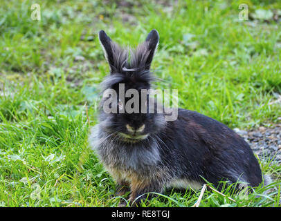 Black bunny Stock Photo