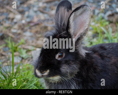 Black bunny portrait Stock Photo