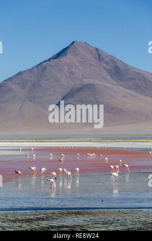 Pink flamingoes (flamingos) in red lagoon in front of mountain Stock Photo