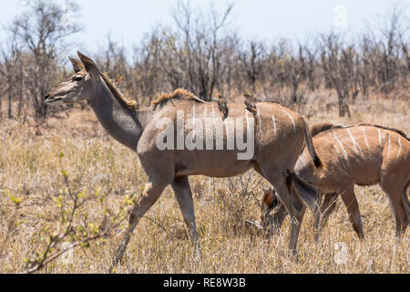 Female Kudus with small birds, dry Kruger Park Stock Photo