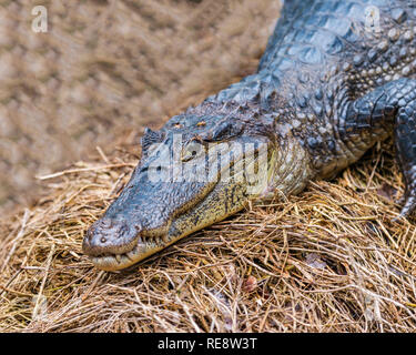 A close up of the head of a spectacled caiman resting on the shore of a river in Tortuguero National Park, Costa Rica. Stock Photo