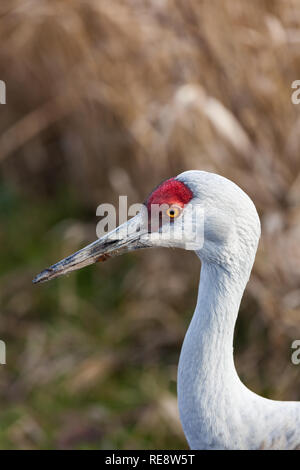 Head and neck details of a Sandhill Crane