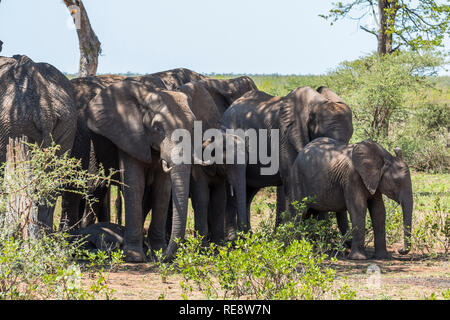 Elephant group under trees in the Kruger Park Stock Photo