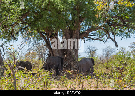 Elephant group under trees in the Kruger Park Stock Photo
