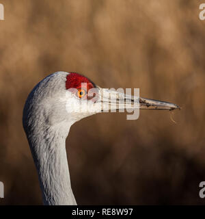 Head and upper neck details of a Sandhill Crane in winter colours Stock Photo