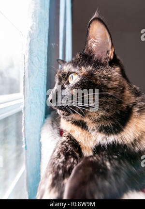 A beautiful tortoiseshell cat sits on a perch looking wistfully out a window Stock Photo