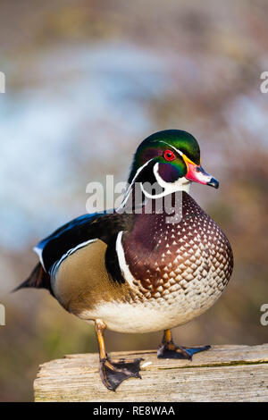 Male Wood Duck standing on a wooden rail Stock Photo
