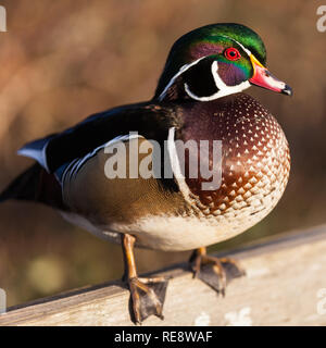 Male Wood Duck standing on a wooden rail Stock Photo