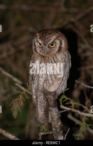 Tropical Screech-Owl (Megascops choliba) perched on a branch in the Atlantic Rainforest of Brazil. Stock Photo