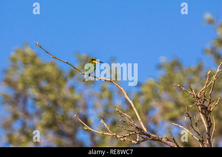 Small bird on tree Kruger Park Stock Photo