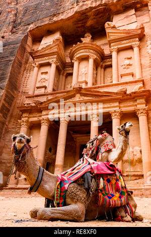 Spectacular view of two beautiful camels in front of Al Khazneh (The Treasury) at Petra. Stock Photo