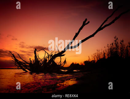 The sun sets behind a dead tree on Bayou La Batre Beach, Dec. 23, 2018, in Bayou La Batre, Alabama. Stock Photo