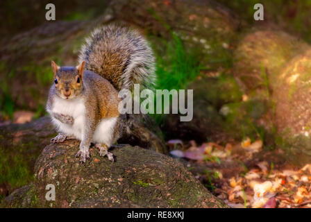 An Eastern gray squirrel sits on a tree root in Bienville Square, Dec. 23, 2018, in Mobile, Alabama. Squirrels are plentiful in the park. Stock Photo