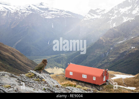 Kea with New Zealand Mountain Hut Stock Photo