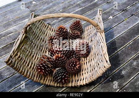Close-up photo of dry pine cones in a nice woven basket, ready to be used for a fireplace Stock Photo