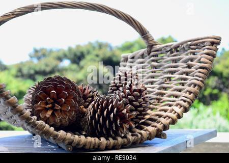 Close-up photo of dry pine cones in a nice woven basket, ready to be used for a fireplace Stock Photo