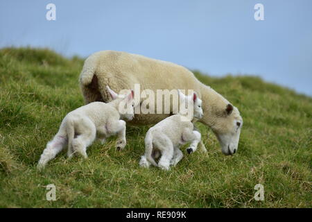 Two young lambs jumping up hill while mother sheep is grazing. Stock Photo