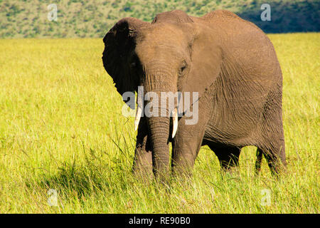 Single african elephant close-up in african savanah. Landscape of Africa Stock Photo