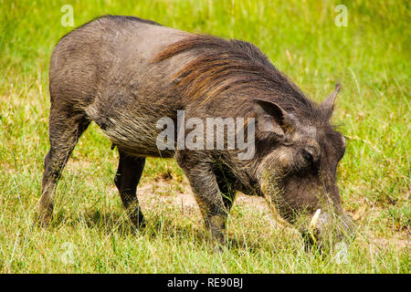 Central African warthog (Phacochoerus africanus massaicus) feeding in african bush Stock Photo