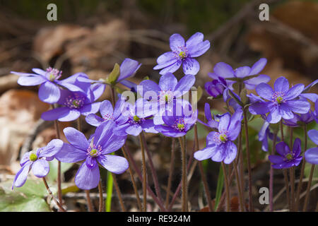 Blue flowers - Hepatica nobilis - Common Hepatica, liverwort, kidneywort, pennywort, Stock Photo