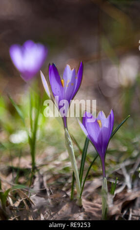 Beautiful violet crocus flowers growing in the grass, the first sign of ...