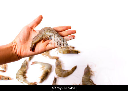 Hand holding raw shrimp isolated on white Stock Photo