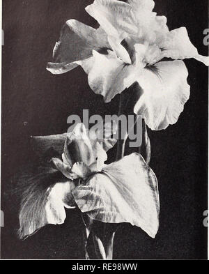 . Cooley's Gardens : Silverton, Oregon 1939. Nurseries (Horticulture) Catalogs; Irises (Plants) Catalogs. JAPANESE IRIS Withdrawn from our catalog two years ago because of scarcity of stock, we now take pride in again offering a wide selection of these gorgeous late June and July flowering plants. Included in the complete list on page 44 are four novelties which we brought in from Japan and which are now released for sale for the first time. Japanese Iris Collections Large, vicjorou s plants, with two or more fans each, correctly labeled and post- paid, and packed in damp moss to insure freshn Stock Photo
