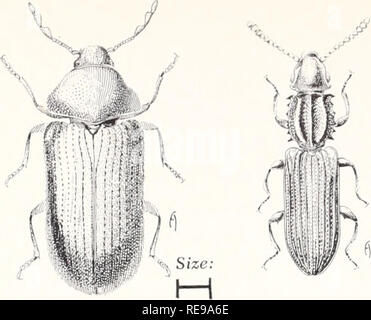 . Control of household insects and related pests. Household pests; Insect pests. Size: H Drugstore Beetle, Stegobium paniceum (Linn.) Saw-toothed Grain Beetle, Oryzaephilus surinamensis (Linn.) which can be grouped as pantry beetles. Control will differ according to their feeding habits—whether they are general feeders or restricted feeders. Restricted feeders, such as the bean weevil, Acanthoscelides obtectus (Say), the granary weevil, Sitophilus granarius (Linn.), and the rice weevil, Sitophilus oryzae (Linn.), feed primarily on seeds. Eggs are laid on the seeds, the larvae bore inside to co Stock Photo