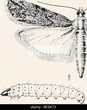 . Control of household insects and related pests. Household pests; Insect pests. Body size, adult: Larva: - Indian Meal Moth, Ploclia interpunctella (Hbn.). Please note that these images are extracted from scanned page images that may have been digitally enhanced for readability - coloration and appearance of these illustrations may not perfectly resemble the original work.. Michelbacher, A. E. (Abe Ezra), 1899-1991. [Berkeley, Calif. ] : Division of Agricultural Sciences, University of California Stock Photo
