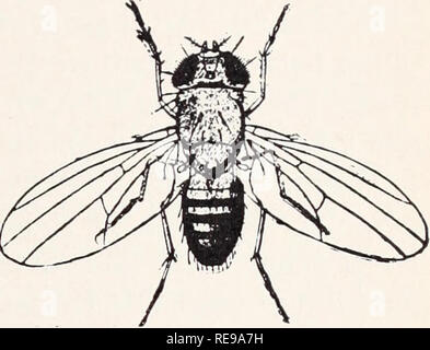 . Control of household insects and related pests. Household pests; Insect pests. Fleshfly, Sarcophagid Common size, adult: H. Vinegar Fly, Drosophila melanogaster Meigen. Please note that these images are extracted from scanned page images that may have been digitally enhanced for readability - coloration and appearance of these illustrations may not perfectly resemble the original work.. Michelbacher, A. E. (Abe Ezra), 1899-1991. [Berkeley, Calif. ] : Division of Agricultural Sciences, University of California Stock Photo