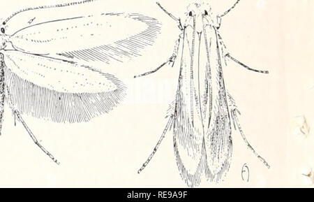 . Control of household insects and related pests. Household pests; Insect pests. Webbing Clothes Moth, Tineola biselliella (Hum.). Please note that these images are extracted from scanned page images that may have been digitally enhanced for readability - coloration and appearance of these illustrations may not perfectly resemble the original work.. Michelbacher, A. E. (Abe Ezra), 1899-1991. [Berkeley, Calif. ] : Division of Agricultural Sciences, University of California Stock Photo