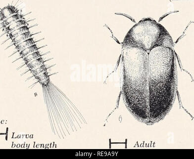 . Control of household insects and related pests. Household pests; Insect pests. Larva Varied Carpet H Adult Beetle, Anthrenus verbasci (Linn.). Size: I I Larva body length Black Carpet Beetl Adult e, Attagenus piceus (Oliv.) All damage is done by the larvae. Lar- vae of the varied carpet beetle, Anthrenus verbasci Linn., and the bird-nest carpet beetle, Anthrenus lepidus Lee, are short, robust, and stubby, and have the hairs arranged in a neat pattern. Larvae of the black carpet beetle, Attagenus piceus Oliv., are elongate, reddish brown above, pale beneath, and have a tuft of very long hairs Stock Photo