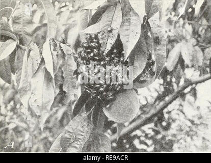 . Control of the Japanese beetle on fruit and shade trees. Japanese beetle Control; Fruit Diseases and pests; Trees Diseases and pests. CONTROL OF THE JAPANESE BEETLE ON FRUIT AND SHADE TREES 7 Two or three applications of this combination may be necessary to obtain adequate protection to the foliage, depending on the density of the beetle population in the vicinity of the orchard. The second. B , |-|^|||;;*M;. Please note that these images are extracted from scanned page images that may have been digitally enhanced for readability - coloration and appearance of these illustrations may not per Stock Photo