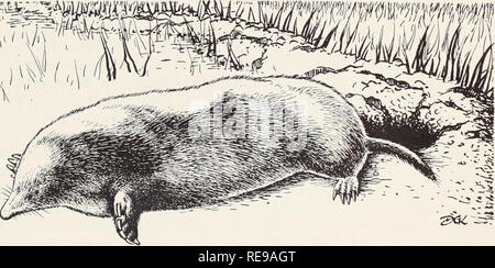 https://l450v.alamy.com/450v/re9agt/control-of-field-rodents-in-california-rodents-mammals-rodents-moles-moles-are-not-rodents-but-their-work-is-often-confused-with-that-of-pocket-gophers-their-habits-make-different-control-measures-necessary-moles-are-not-rodents-they-belong-to-an-entirely-different-order-the-insectiv-ora-moles-are-often-garden-pests-but-their-habits-food-and-the-methods-for-their-control-are-different-from-those-of-gophers-both-moles-and-pocket-gophers-live-in-the-soil-make-underground-tun-nels-and-put-up-earth-mounds-on-the-sur-face-the-workings-of-these-two-animals-are-confused-by-many-re9agt.jpg
